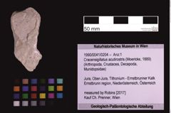 Foto (Objekt + Etiketten) von Cracensigillatus acutirostris (Moericke, 1889) (NHMW-GEO-1990-0041-0204)